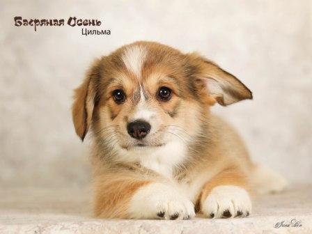 Щенки Вельш Корги Пемброк помета 2024 года литер Ц-3