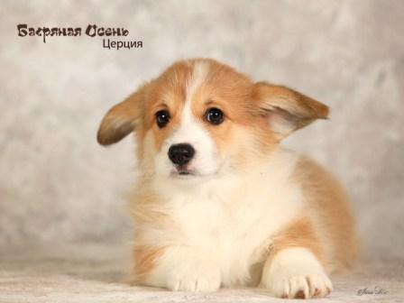 Щенки Вельш Корги Пемброк помета 2024 года литер Ц-5