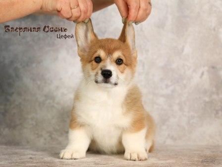 Щенки Вельш Корги Пемброк помета 2024 года литер Ц-7