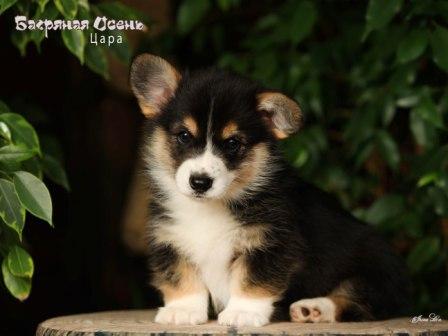 Купить щенка Вельш Корги Пемброк помета 2025 года литер Ц - Цара