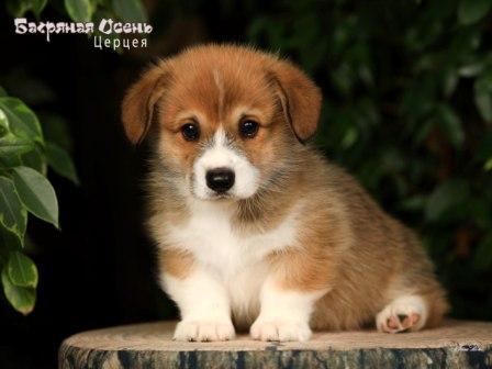 Купить щенка Вельш Корги Пемброк помета 2025 года литер Ц - Церцея