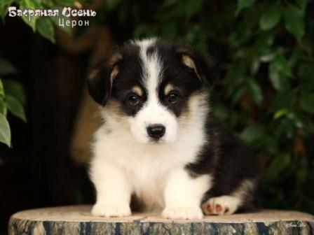 Купить щенка Вельш Корги Пемброк помета 2025 года литер Ц - Церон