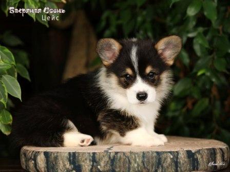 Купить щенка Вельш Корги Пемброк помета 2025 года литер Ц - Цейс