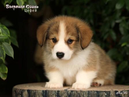 Купить щенка Вельш Корги Пемброк помета 2025 года литер Ц - Цефей