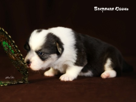 Щенки Вельш Корги Пемброк в питомнике Багряная осень 1.