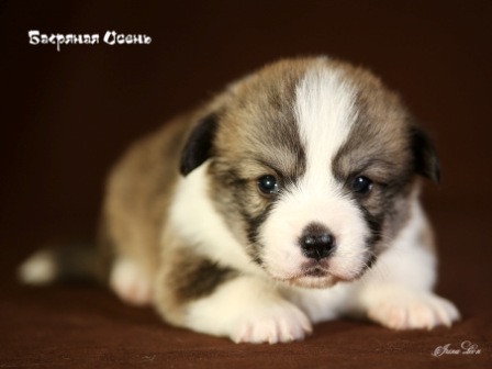 Щенки Вельш Корги Пемброк в питомнике Багряная осень 3.