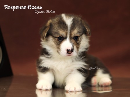 Щенки Вельш Корги Пемброк помета литер Д-21-1 2021 года.