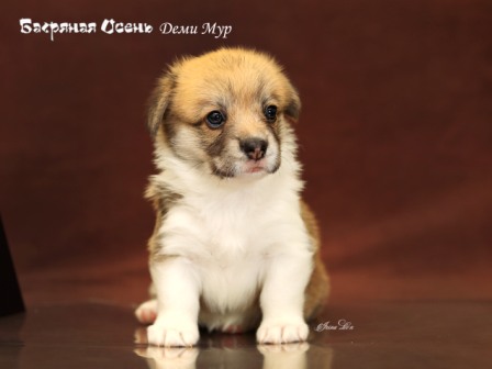 Щенки Вельш Корги Пемброк помета литер Д-21-2 2021 года.