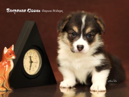 Щенки Вельш Корги Пемброк помета литер Д-21-4 2021 года.