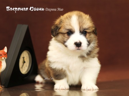 Щенки Вельш Корги Пемброк помета литер Д-21-5 2021 года.