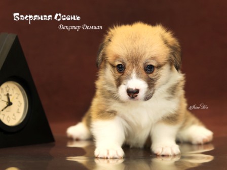 Щенки Вельш Корги Пемброк помета литер Д-21-6 2021 года.