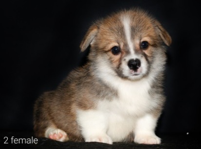 Щенки Вельш Корг пемброк помета Д-1 2022 года