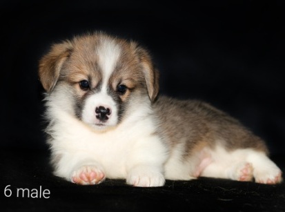 Щенки Вельш Корг пемброк помета Д-2 2022 года