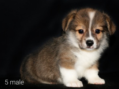 Щенки Вельш Корг пемброк помета Д-3 2022 года