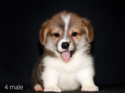 Щенки Вельш Корг пемброк помета Д-4 2022 года