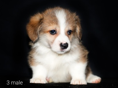 Щенки Вельш Корг пемброк помета Д-5 2022 года