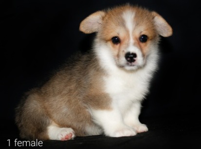 Щенки Вельш Корг пемброк помета Д-6 2022 года