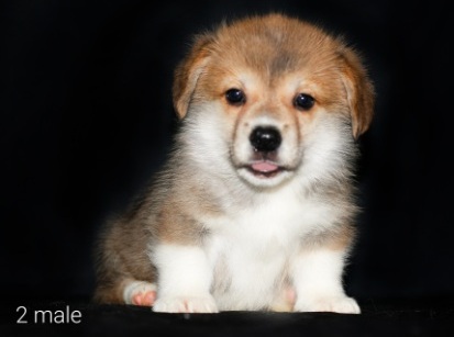 Щенки Вельш Корг пемброк помета Д-7 2022 года