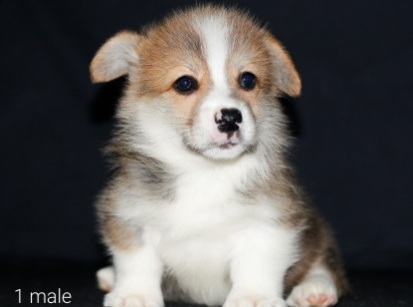 Щенки Вельш Корг пемброк помета Д-8 2022 года