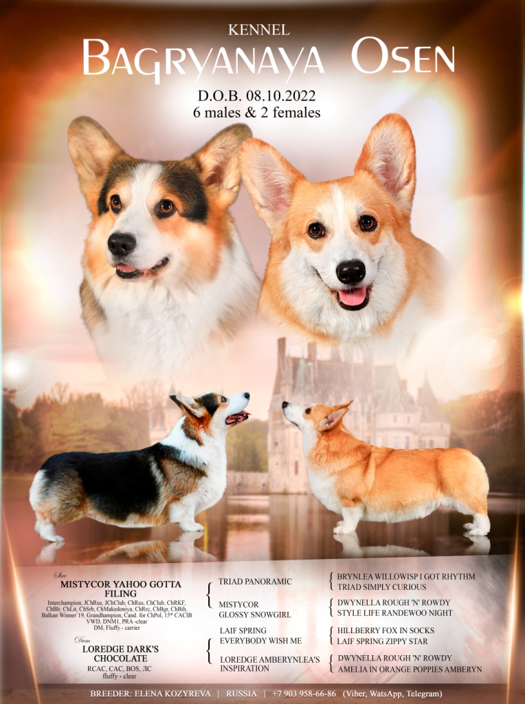 Презентация помета Д Вельш Корги Пемброк 2022 года