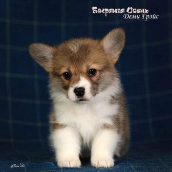 Купить щенка Вельш Корги Пемброк помета литер Д-1 2023 года