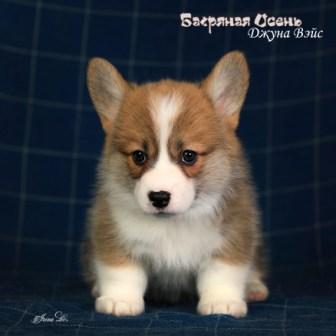 Купить щенка Вельш Корги Пемброк помета литер Д-2 2023 года