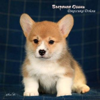 Купить щенка Вельш Корги Пемброк помета литер Д-3 2023 года