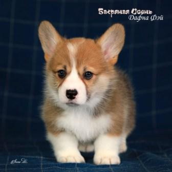 Купить щенка Вельш Корги Пемброк помета литер Д-4 2023 года