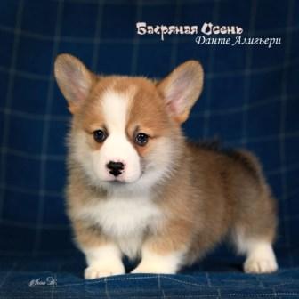 Купить щенка Вельш Корги Пемброк помета литер Д-5 2023 года