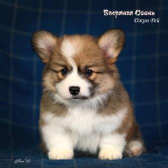 Купить щенка Вельш Корги Пемброк помета литер Д-6 2023 года