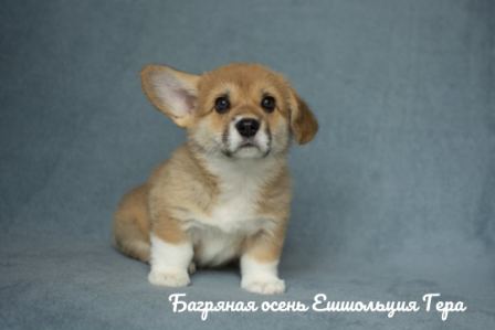 Щенки Вельш Корги Пемброк 2020 года - 1.