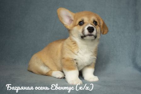 Щенки Вельш Корги Пемброк 2020 года - 3.