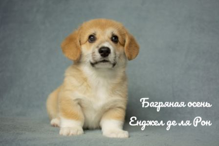 Щенки Вельш Корги Пемброк 2020 года - 4.