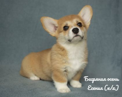 Щенки Вельш Корги Пемброк 2020 года - 6.