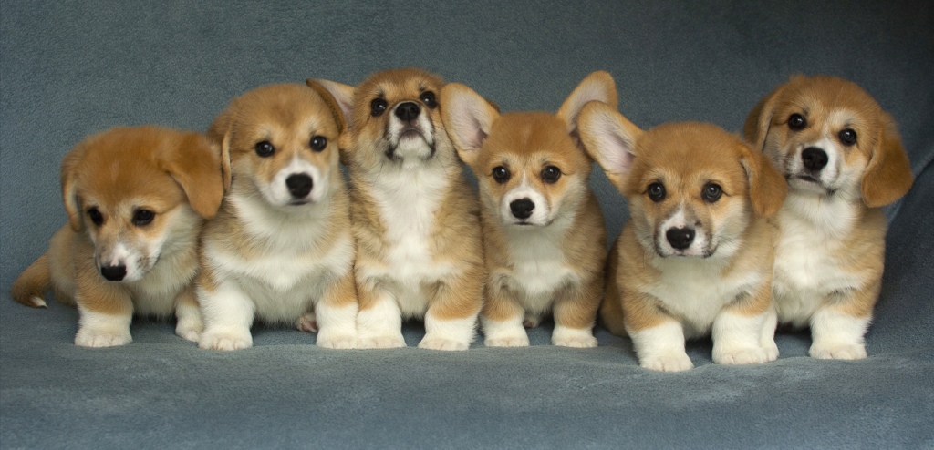 Купить щенки Вельш Корги Пемброк помета Е 2020 года. Багряная осень.