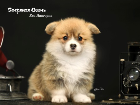 Щенки Вельш Корги Пемброк помета Е-1 2021 года.