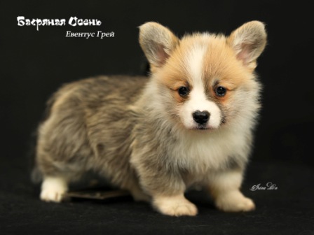 Щенки Вельш Корги Пемброк помета Е-2 2021 года.