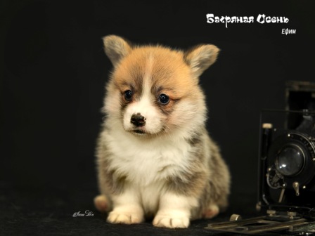 Щенки Вельш Корги Пемброк помета Е-4 2021 года.