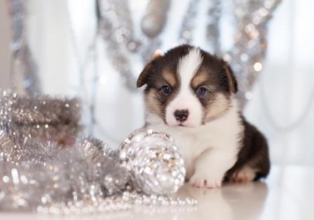 Щенки Вельш Корги Пемброк помета Е-1 осени 2022 года