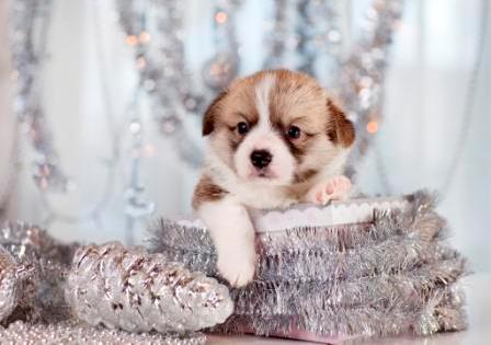 Щенки Вельш Корги Пемброк помета Е-3 осени 2022 года