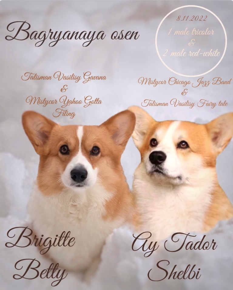 Презентация помета Е 2022 года Вельш Корги Пемброк в питомнтке Багряная осень