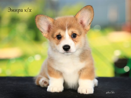 Щенки Вельш Корги Пемброк помета Э-1 2022 года.