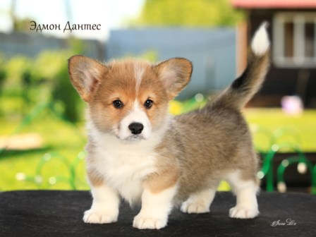 Щенки Вельш Корги Пемброк помета Э-2 2022 года.