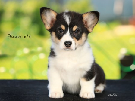 Щенки Вельш Корги Пемброк помета Э-3 2022 года.