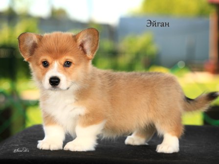 Щенки Вельш Корги Пемброк помета Э-4 2022 года.