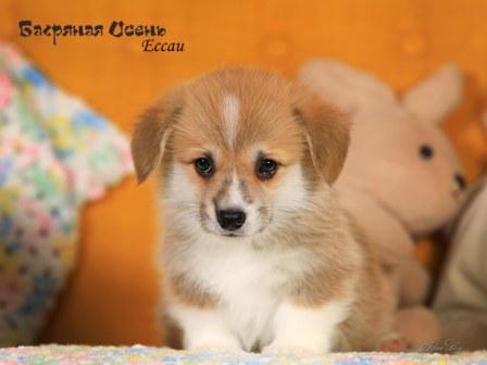 Щенки Вельш Корги Пемброк помета литер Е-1 2024 года
