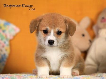 Щенки Вельш Корги Пемброк помета литер Е-2 2024 года