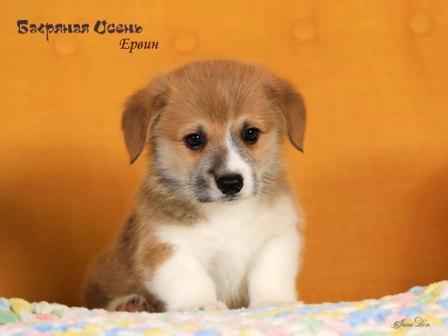Щенки Вельш Корги Пемброк помета литер Е-3 2024 года