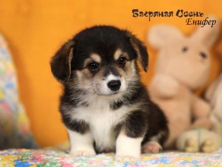Щенки Вельш Корги Пемброк помета литер Е-4 2024 года