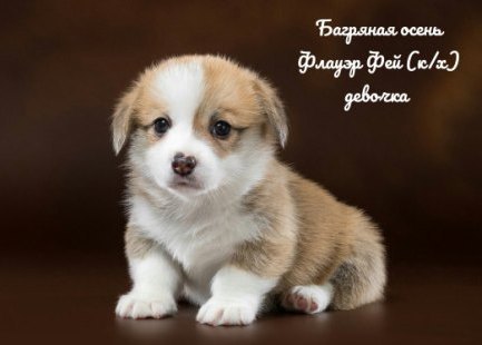 Щенки Вельш Корги Пемброк - 1. Багряная осень.
